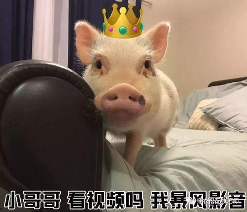 萌猪猪被大哥爆料视频,揭秘背后惊人真相 第1张 萌猪猪被大哥爆料视频,揭秘背后惊人真相 第1张